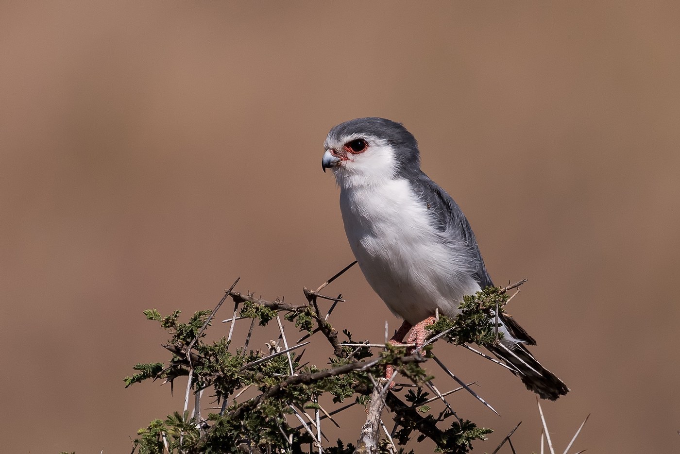 African Pygmy Falcon