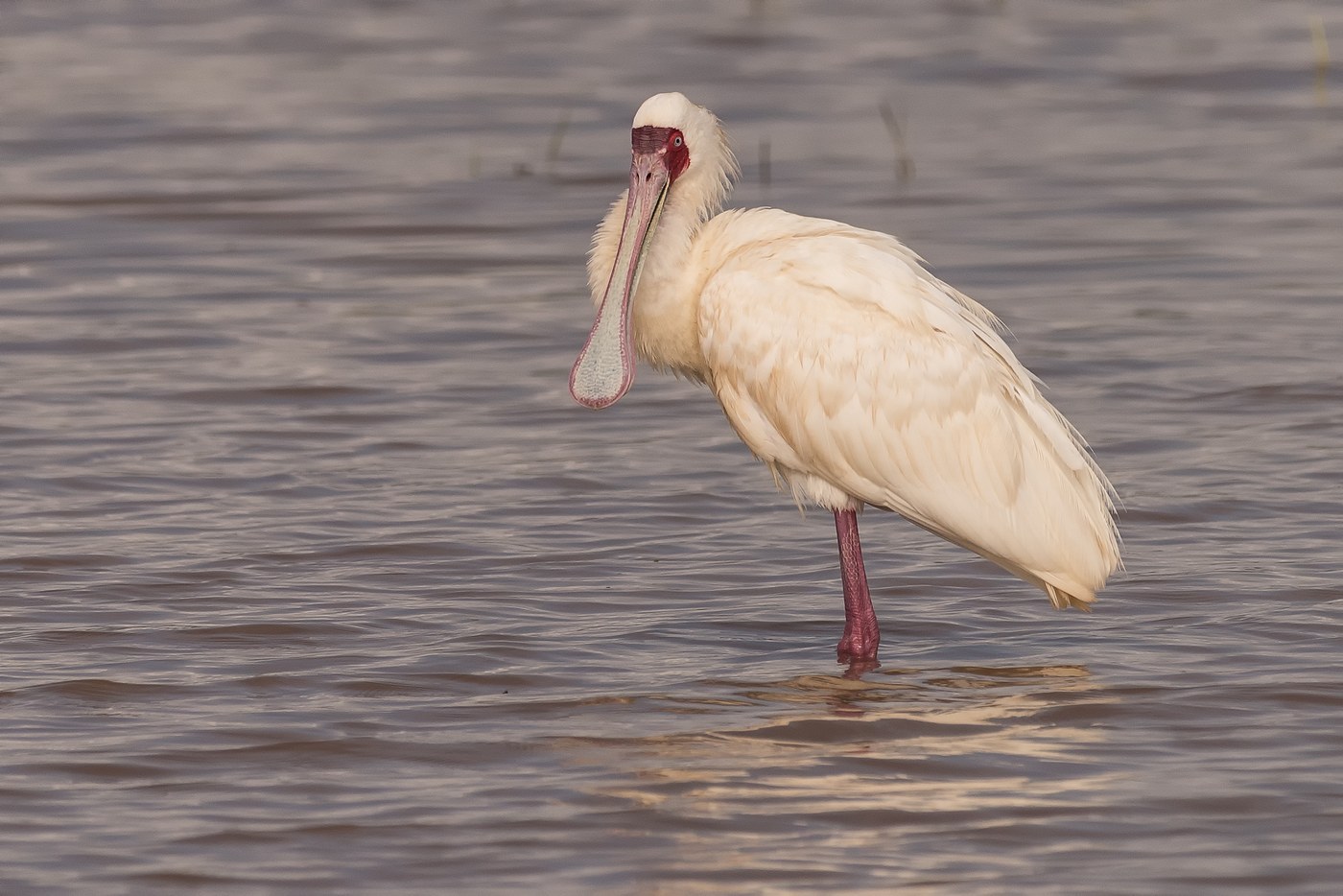 African Spoonbill