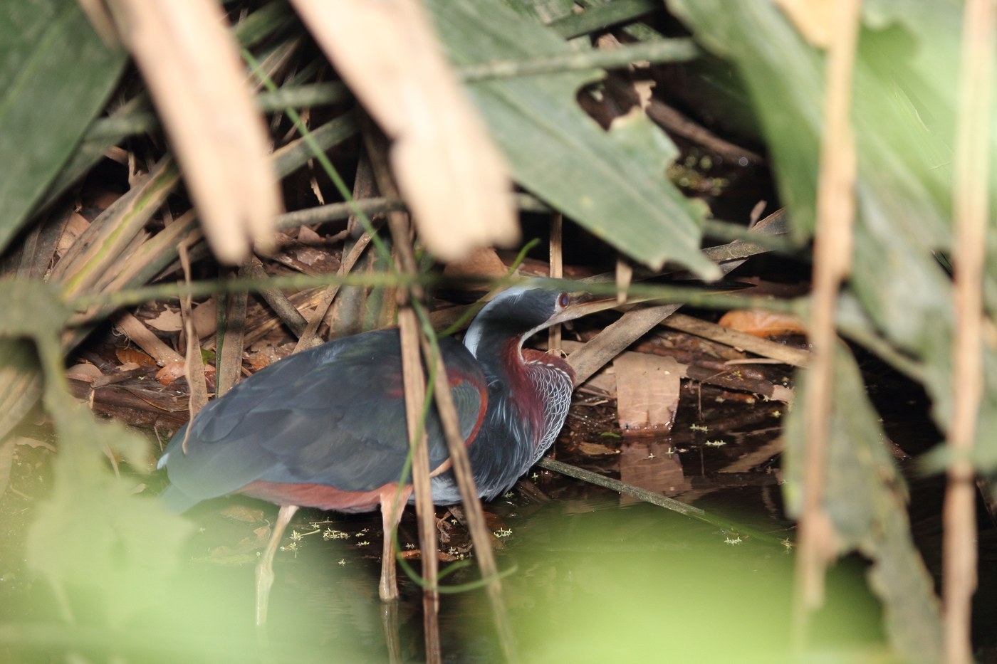 Agami Heron