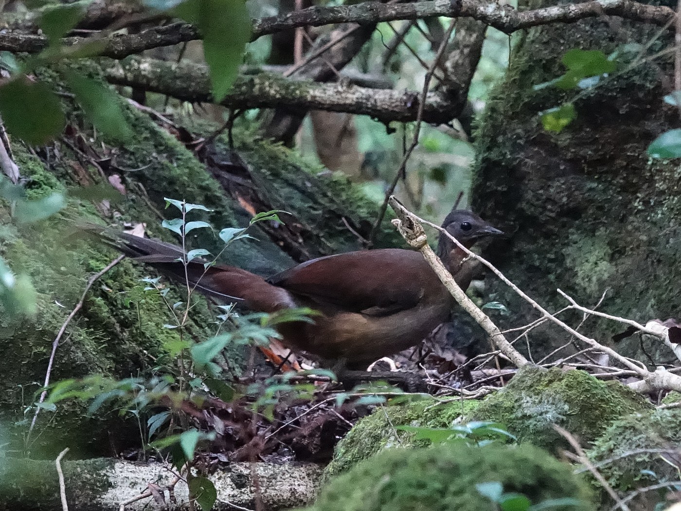 Albert's Lyrebird