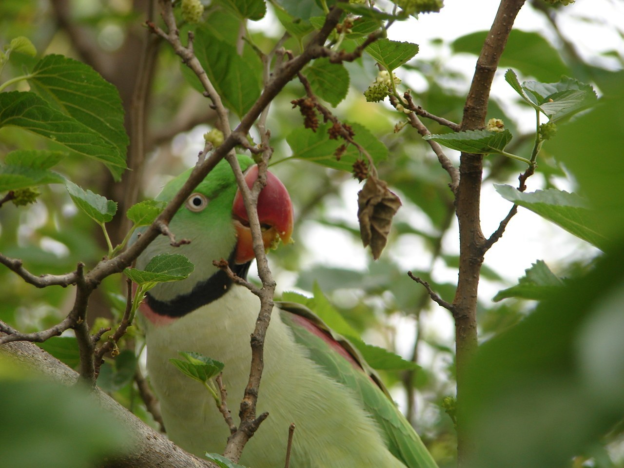 Alexandrine Parakeet