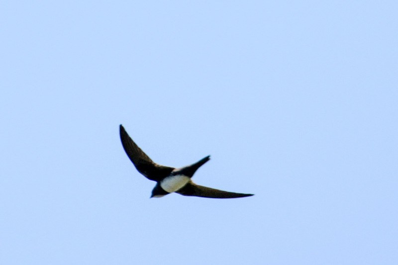 Alpine Swift