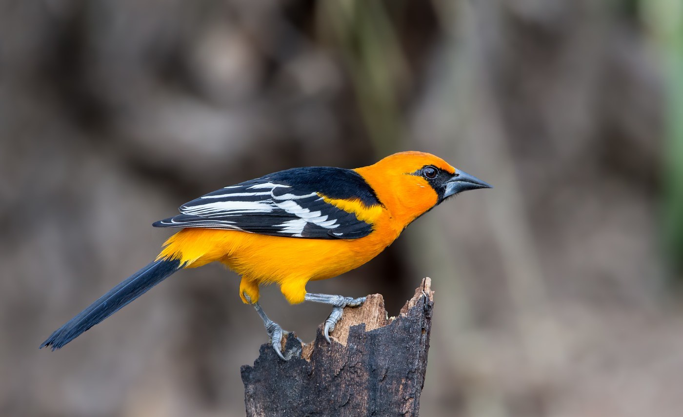 Altamira Oriole