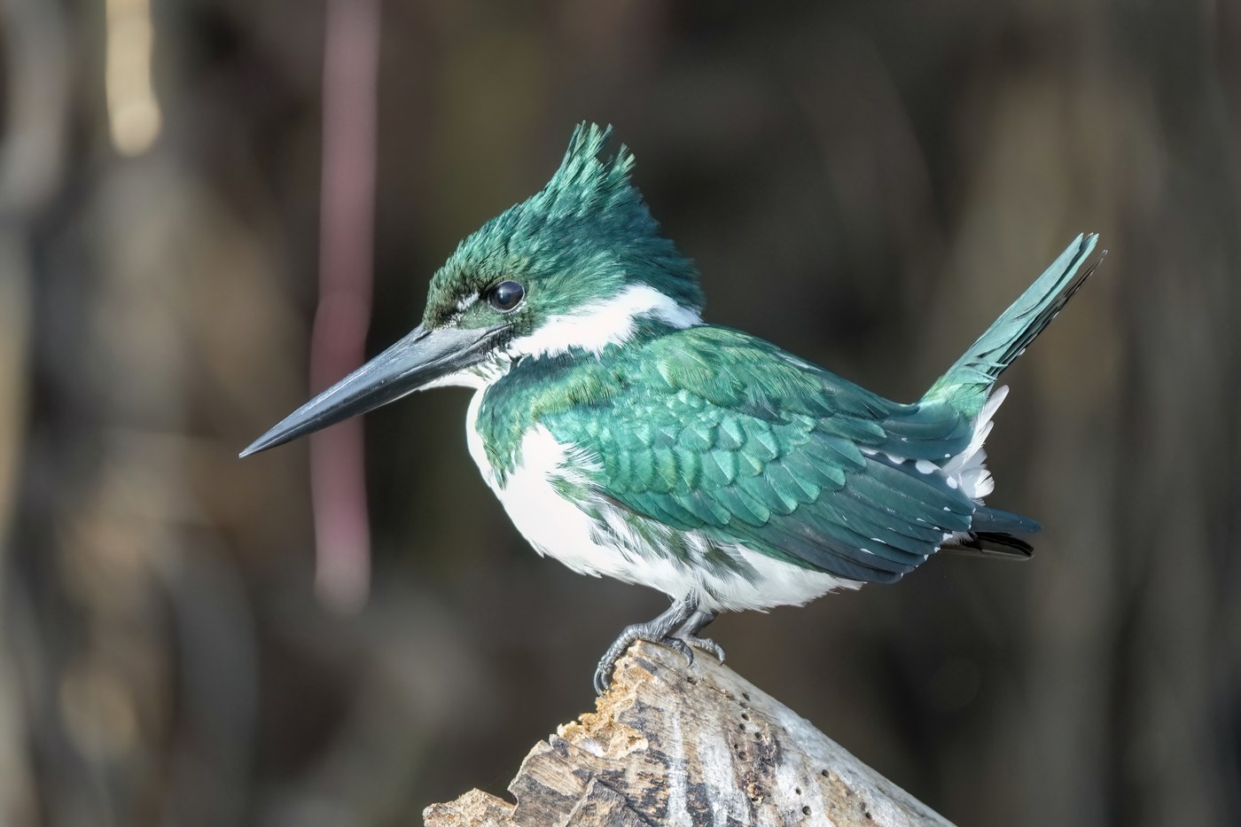 Amazon Kingfisher