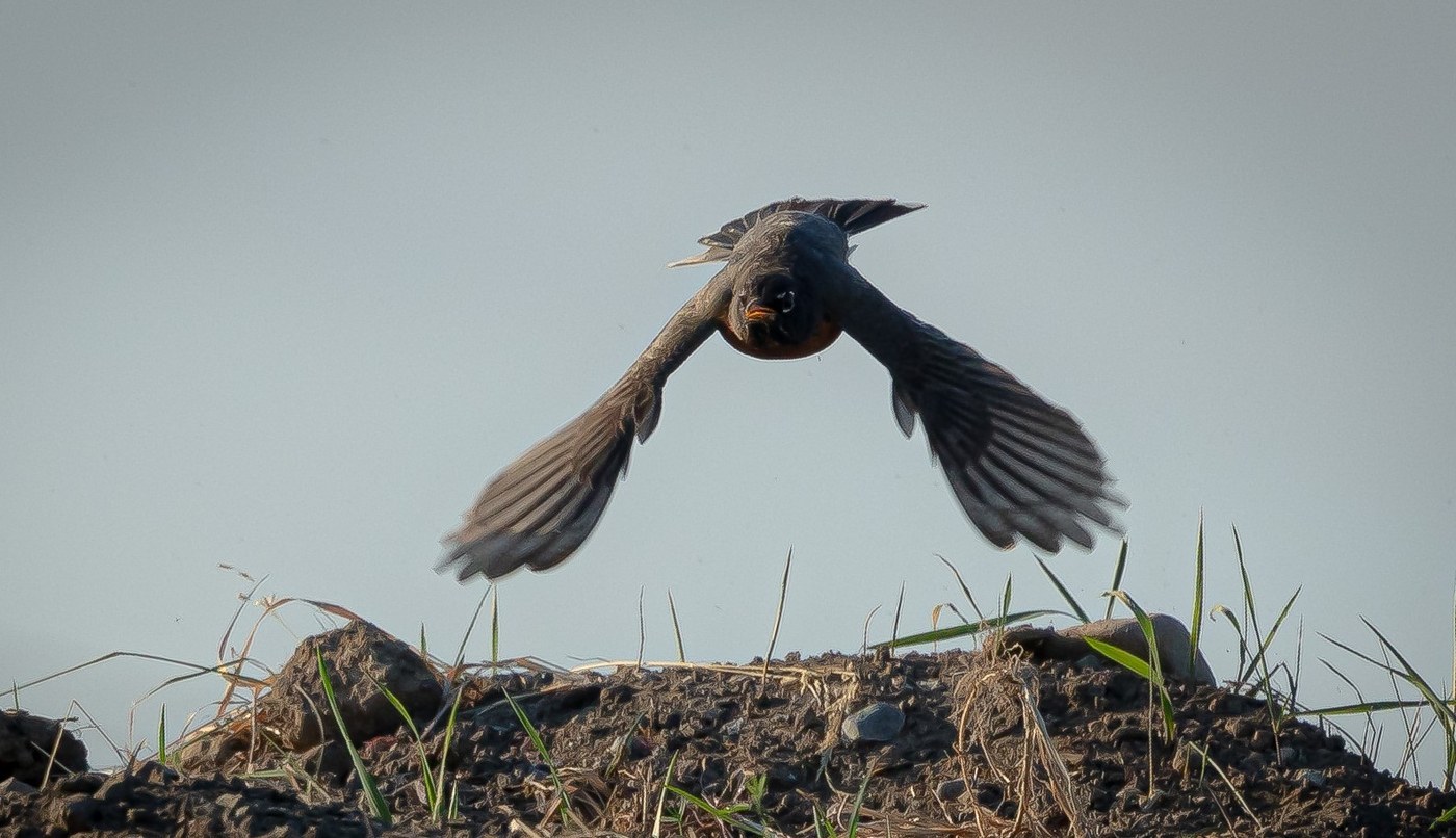 American Robin