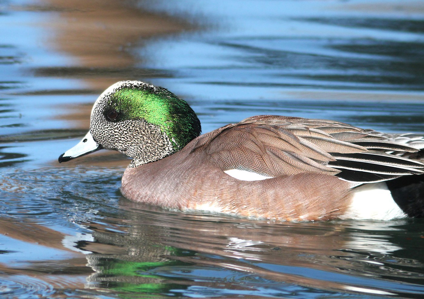 American Wigeon