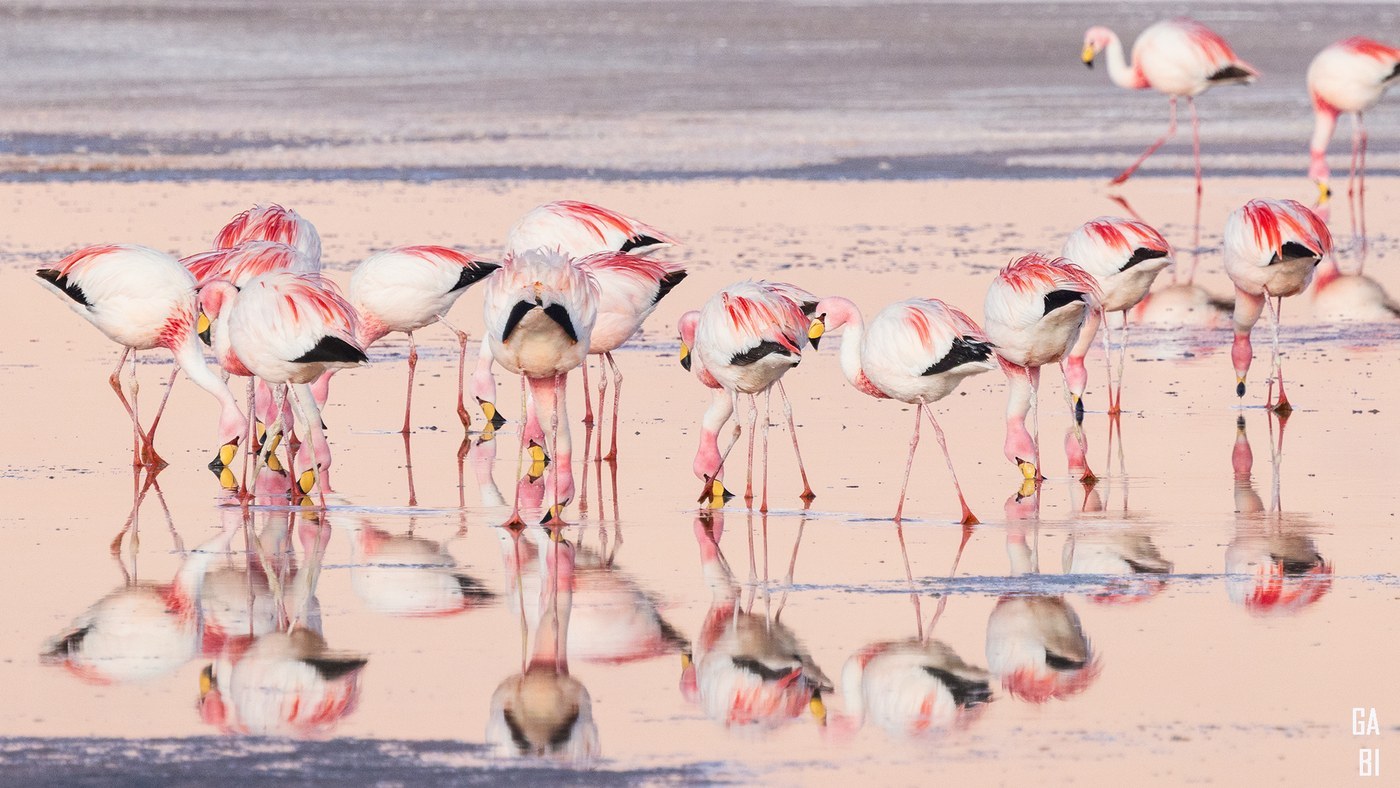 Andean Flamingo