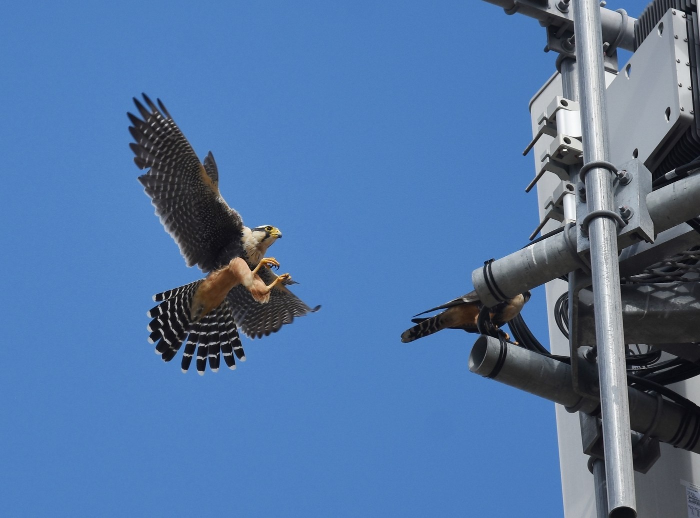 Aplomado Falcon