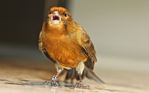 How to Identify Atlantic Canary Feathers