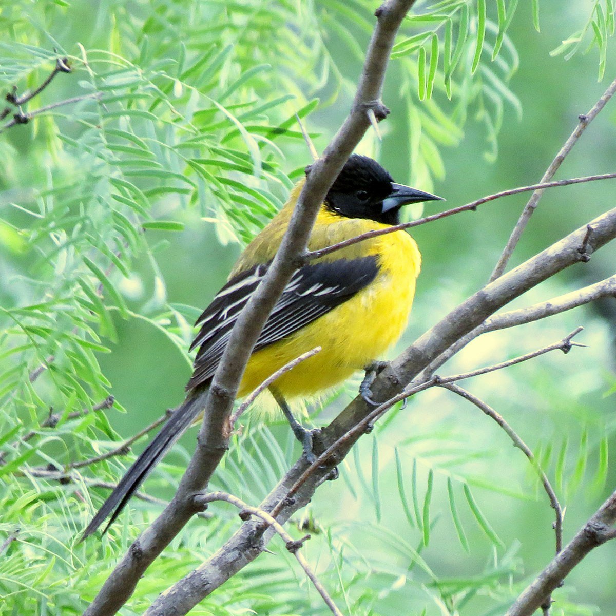 Audubon's Oriole