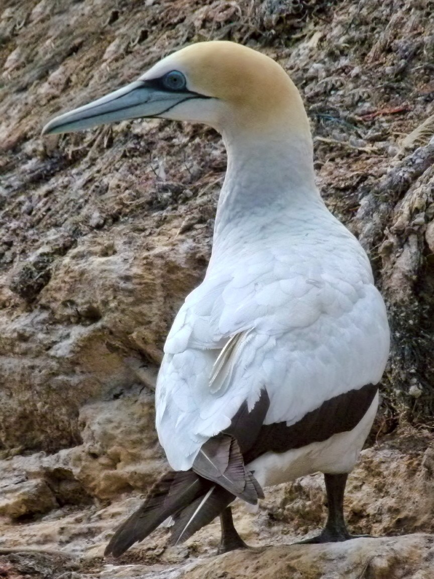Australasian Gannet