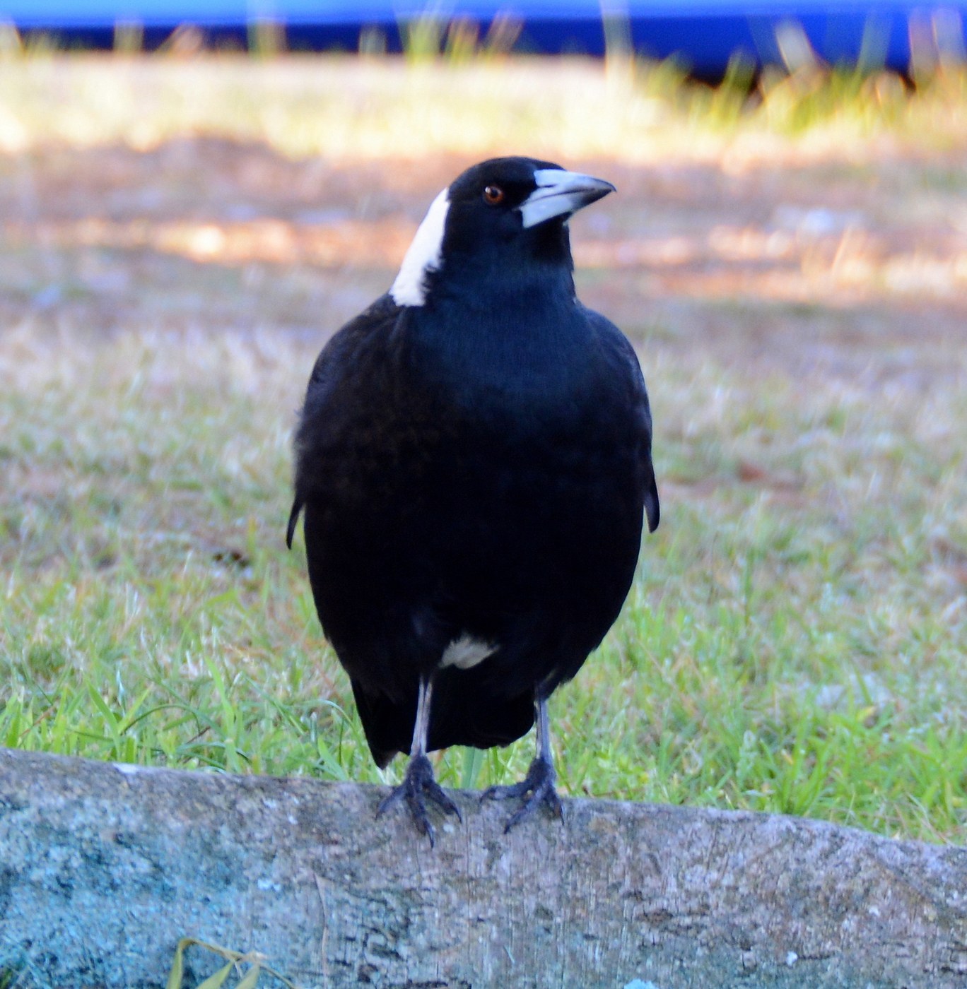 Australian Magpie