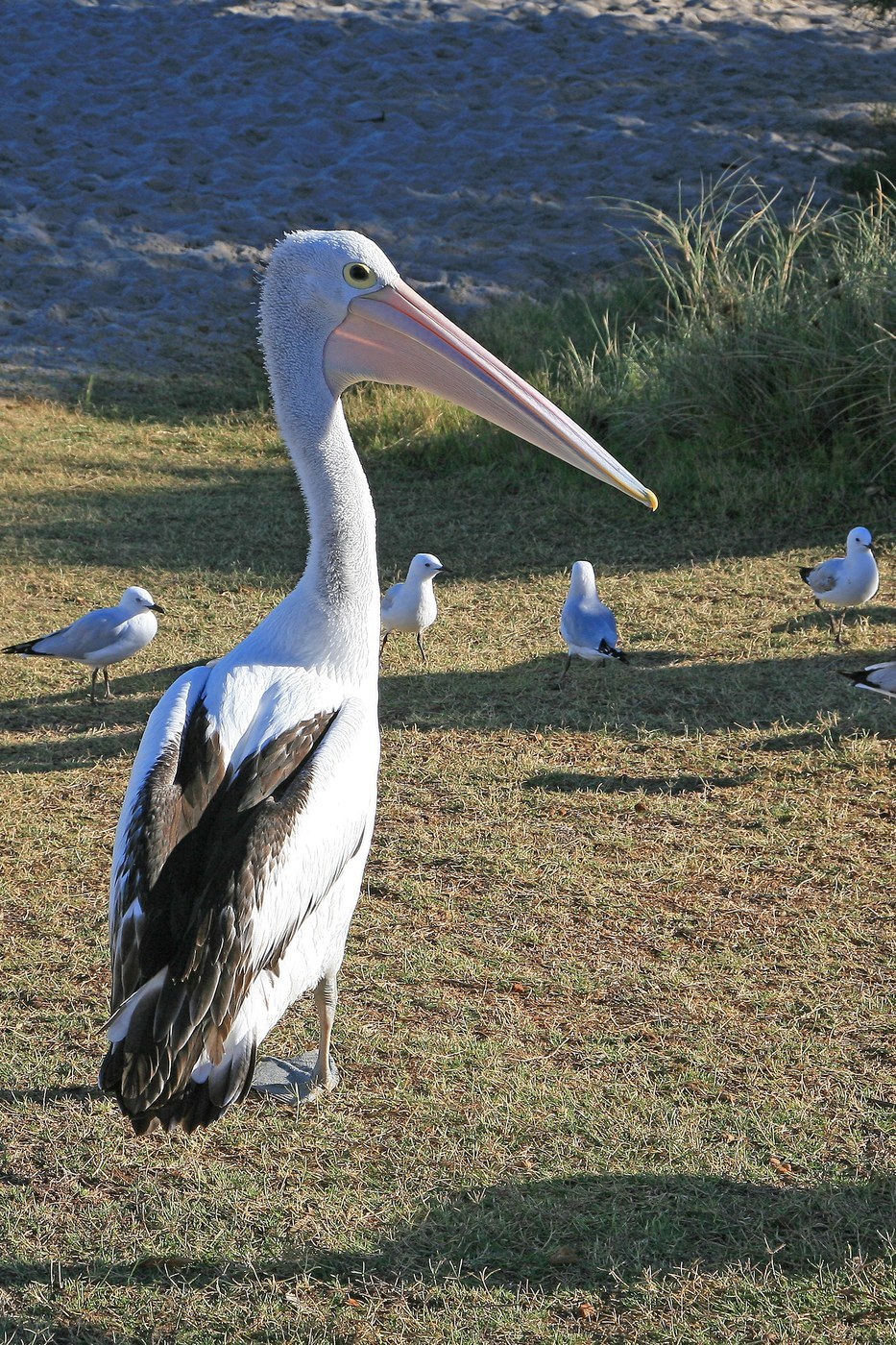 Australian Pelican