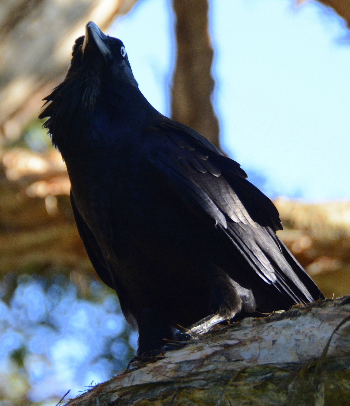 Australian Raven