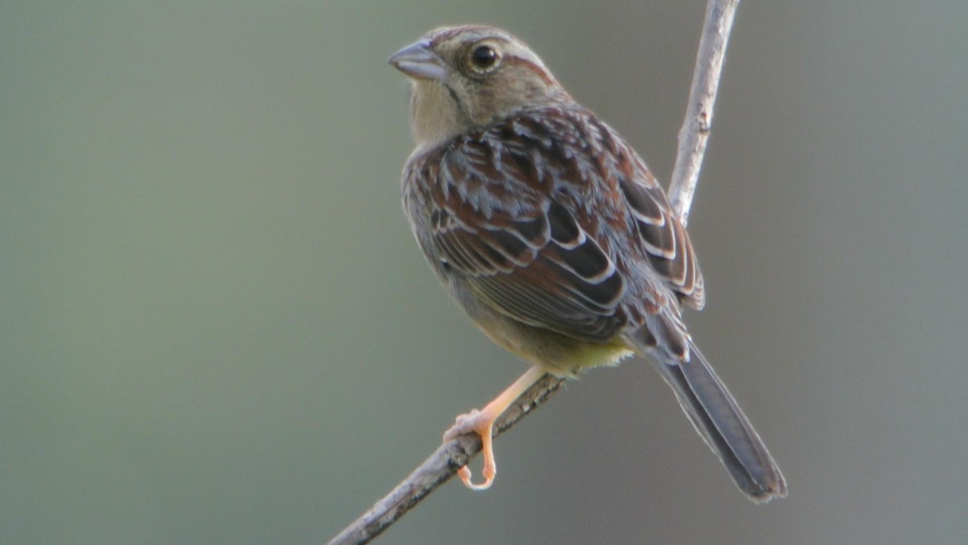 Bachman's Sparrow