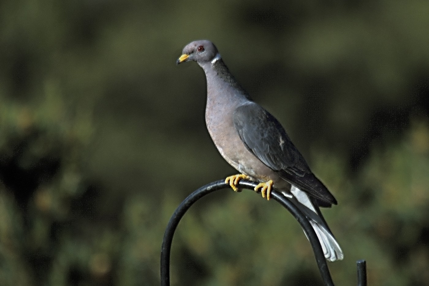 Band-tailed Pigeon