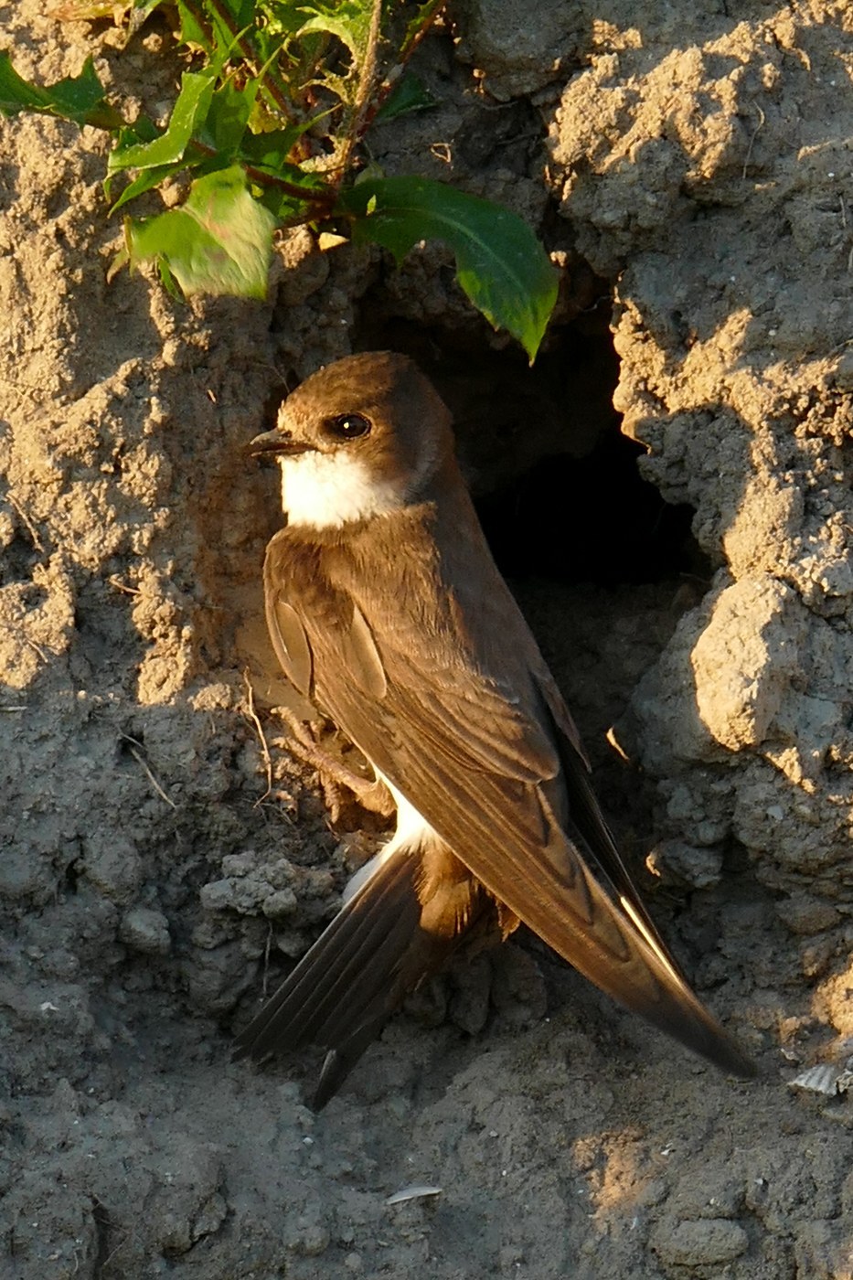 Bank Swallow