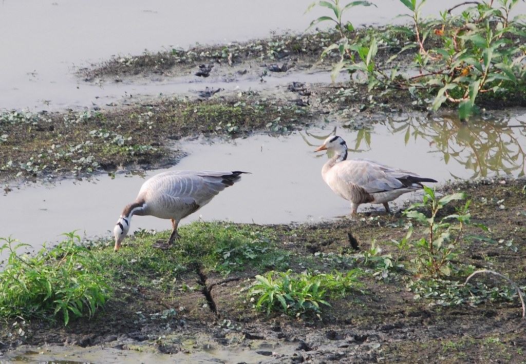 Bar-headed Goose