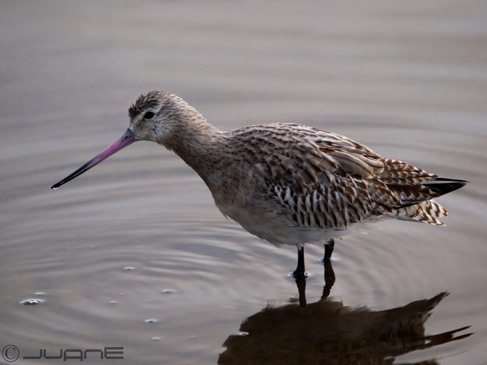 Bar-tailed Godwit