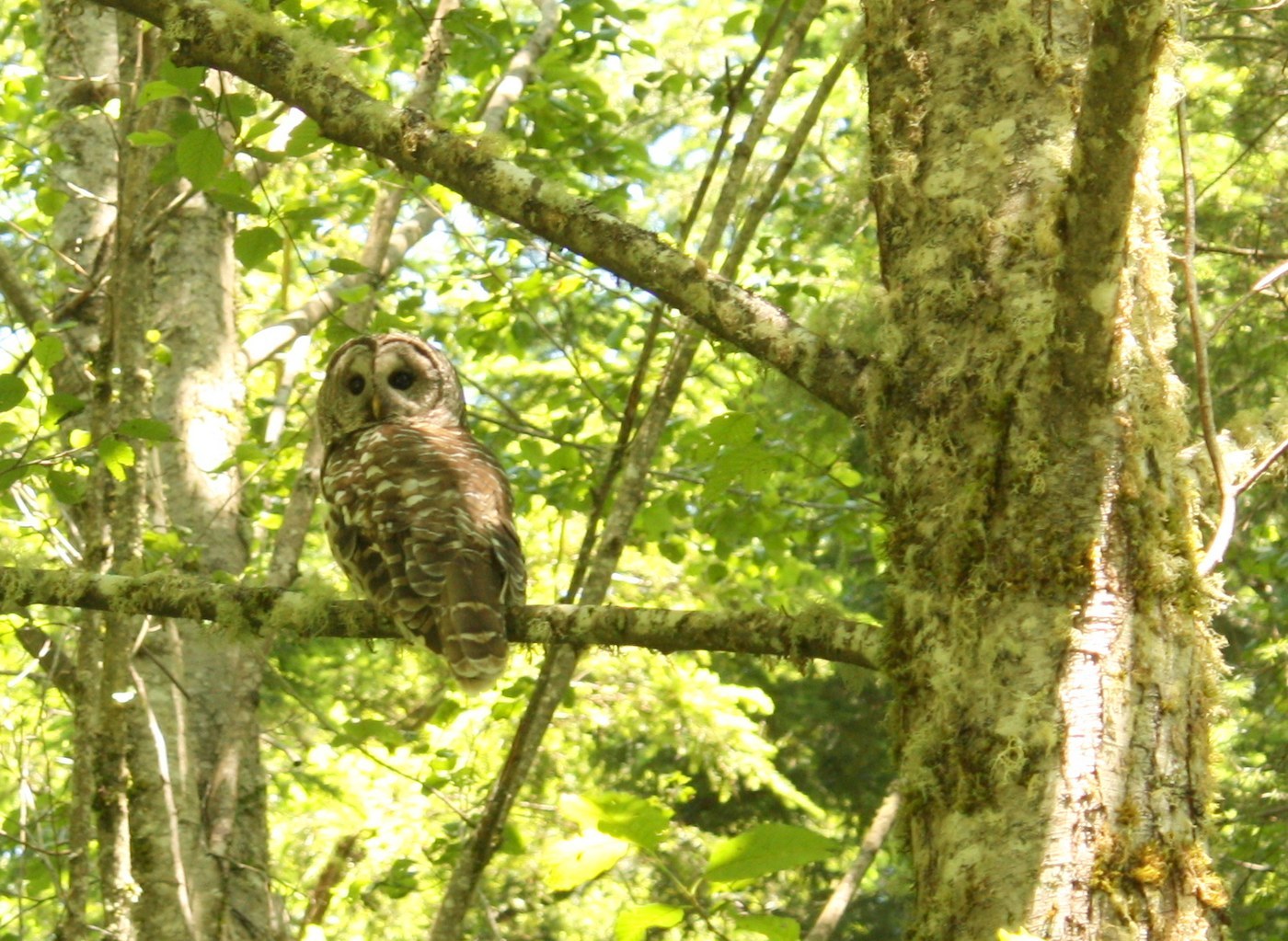 Barred Owl