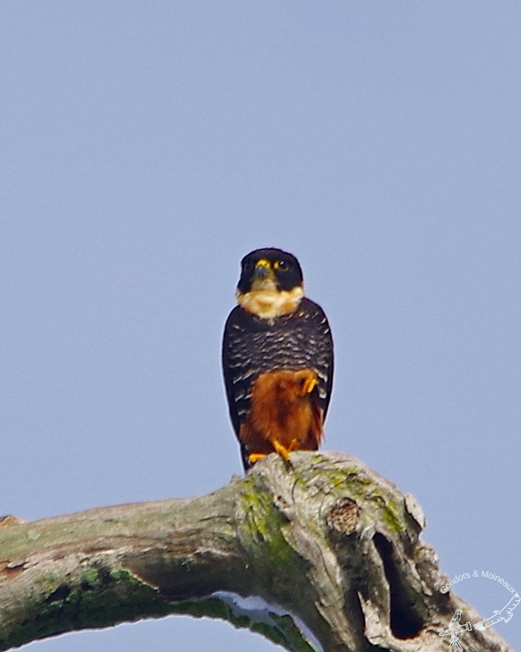 Bat Falcon