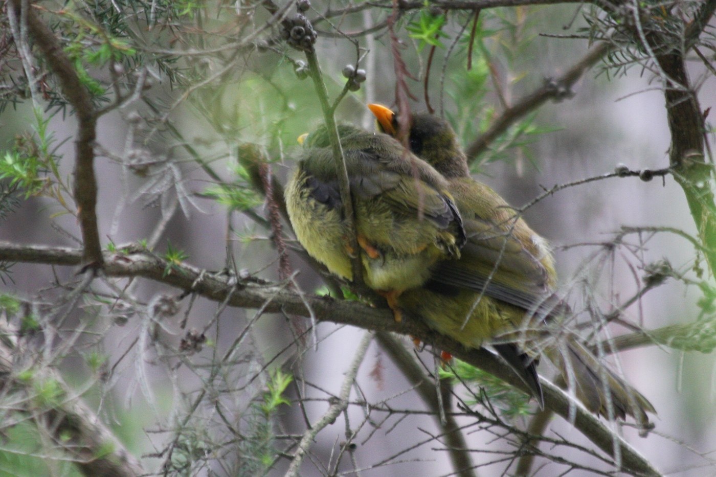 Bell Miner