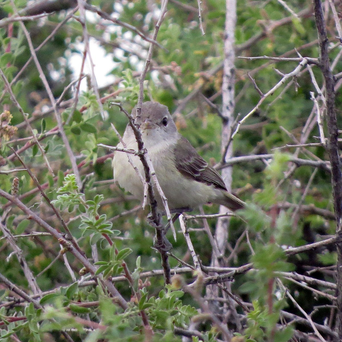 Bell's Vireo
