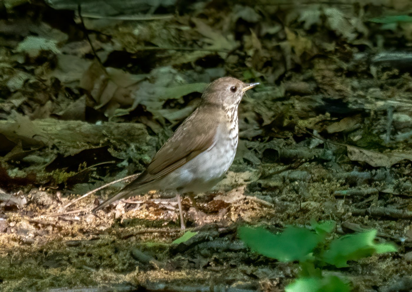Bicknell's Thrush