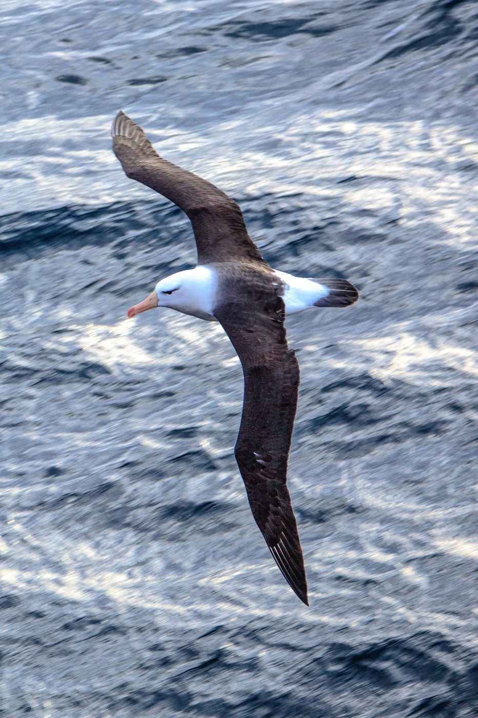 Black-browed Albatross