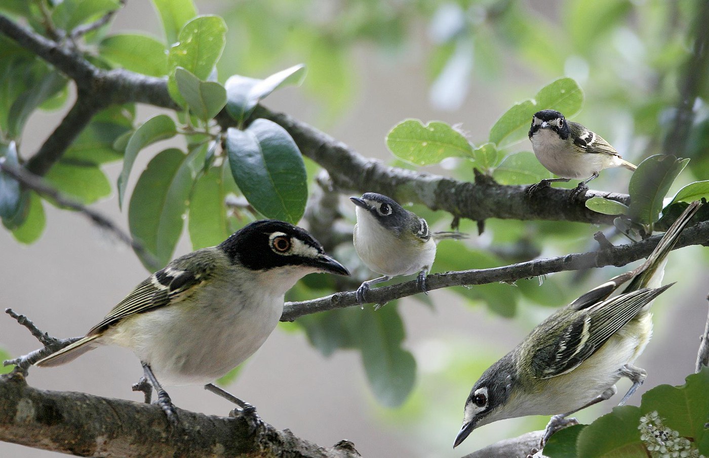 Black-capped Vireo