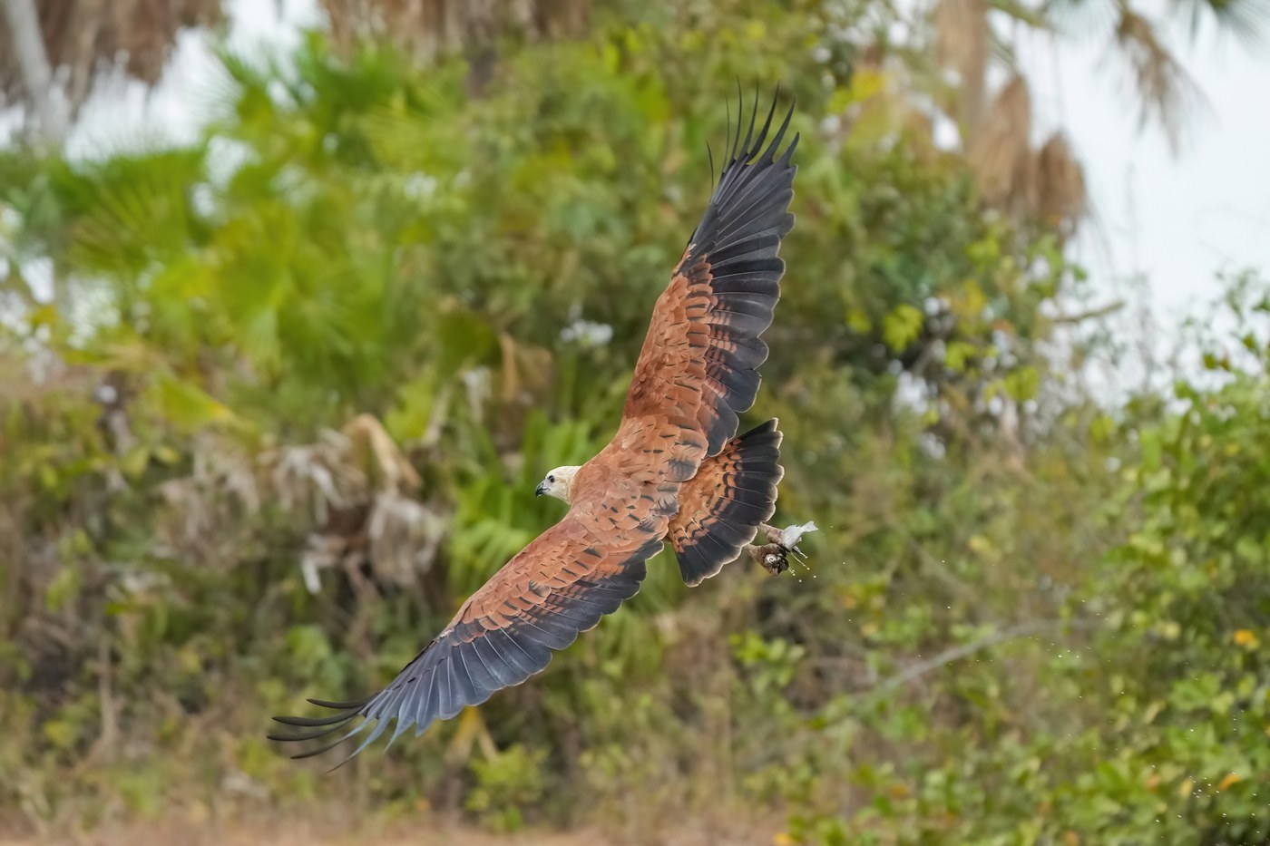 Black-collared Hawk