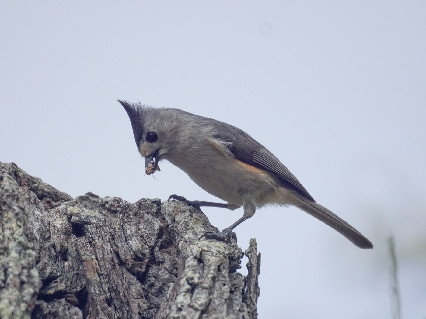 Black-crested Titmouse
