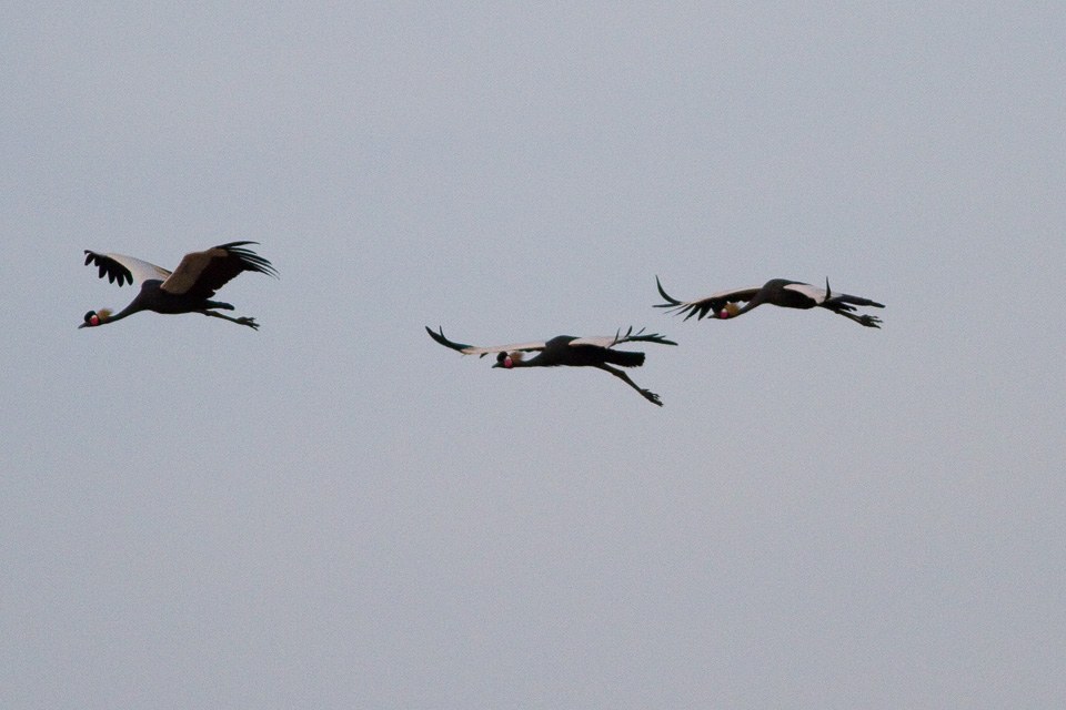 Black Crowned Crane