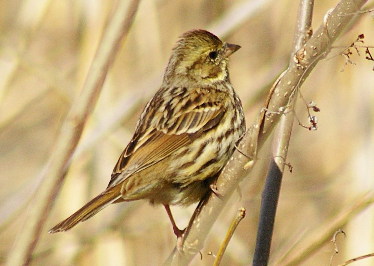 Black-faced Bunting