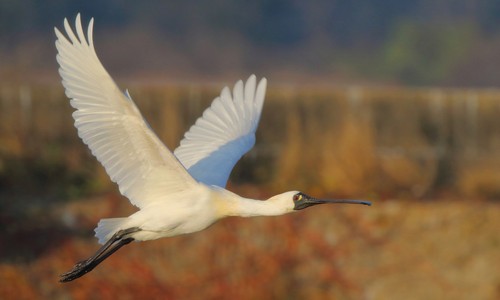 How to Identify Black-faced Spoonbill Feathers