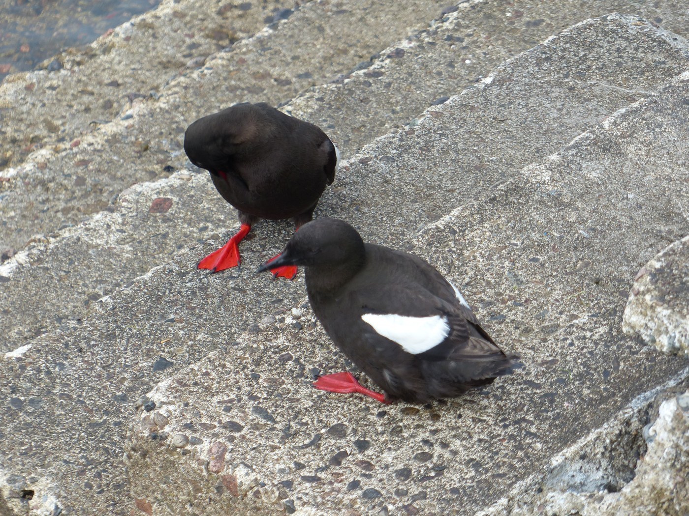 Black Guillemot