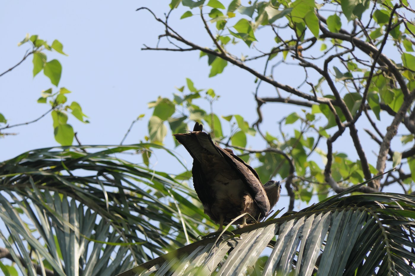 Black Kite