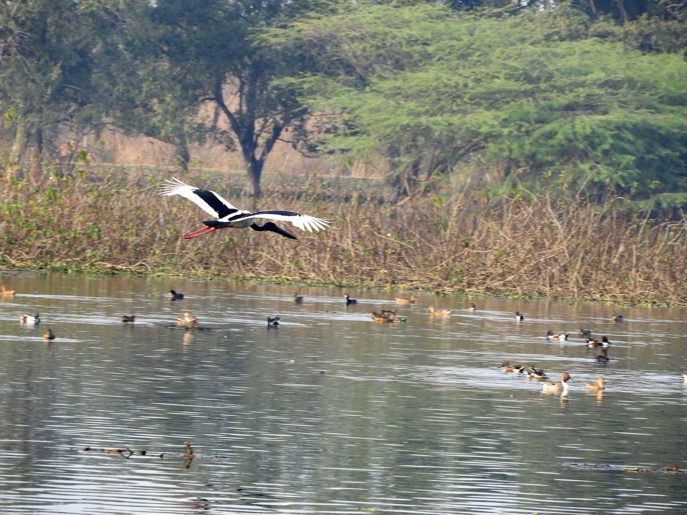 Black-necked Stork