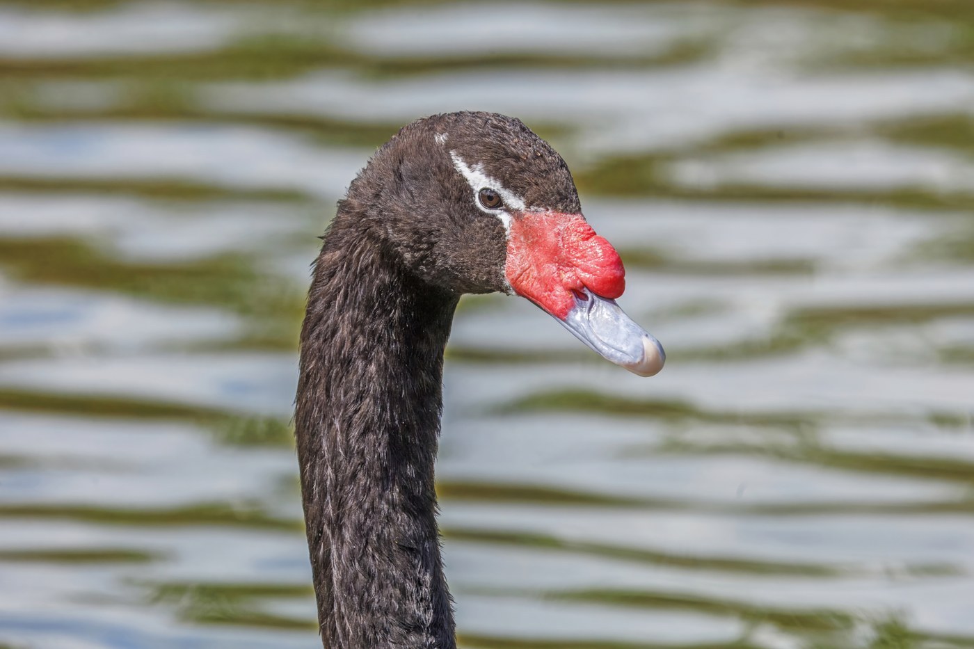 Black-necked Swan