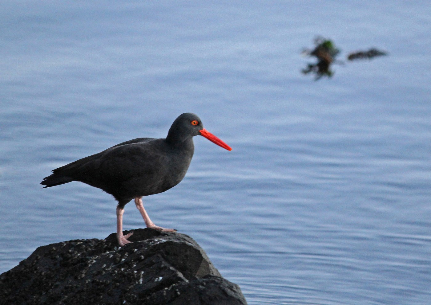 Black Oystercatcher