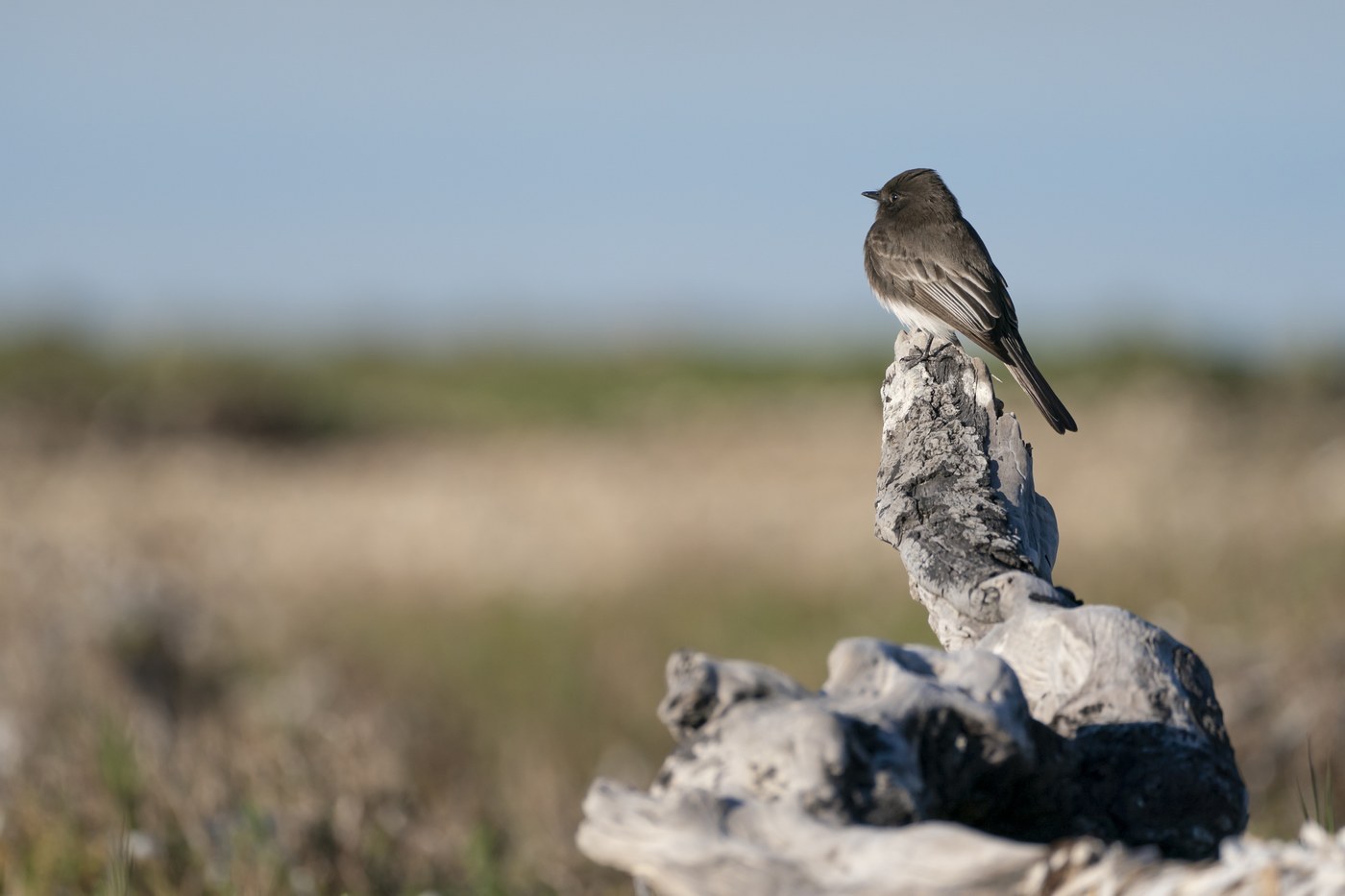Black Phoebe