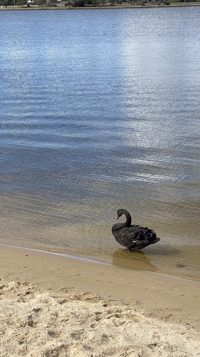 Black Swan