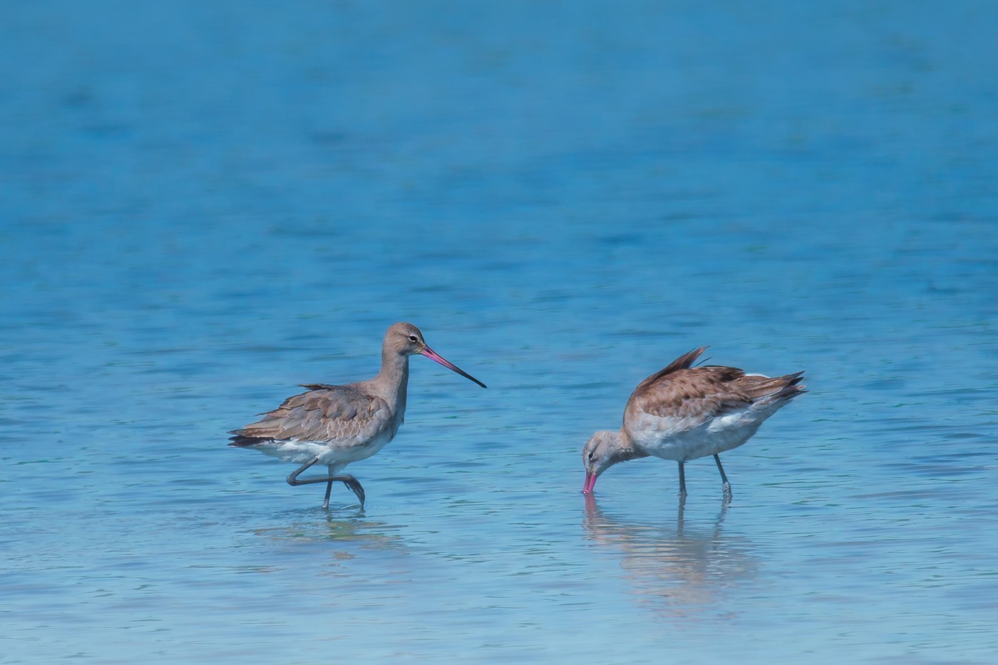Black-tailed Godwit