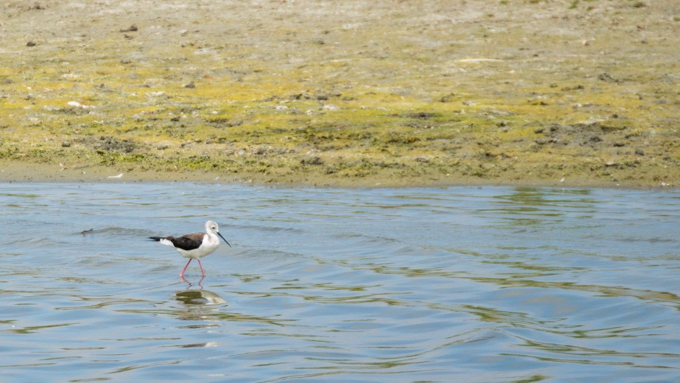Black-winged Stilt