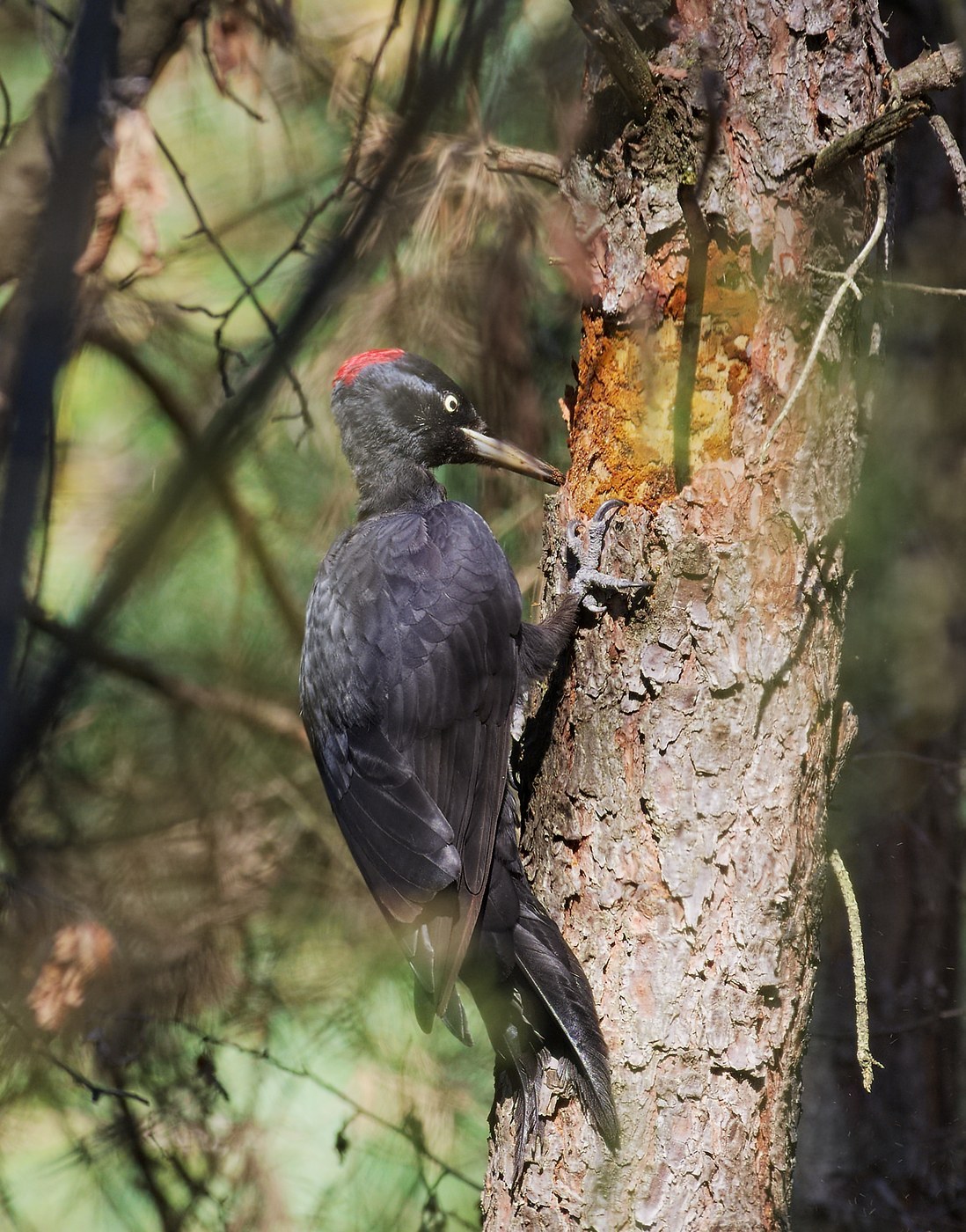 Black Woodpecker