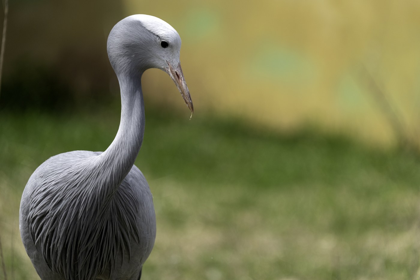 Blue Crane
