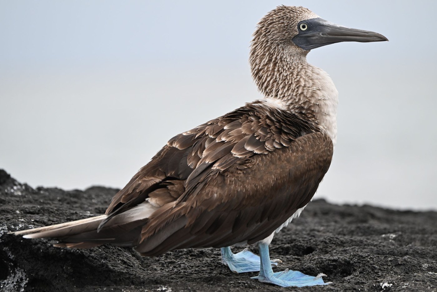 Blue-footed Booby