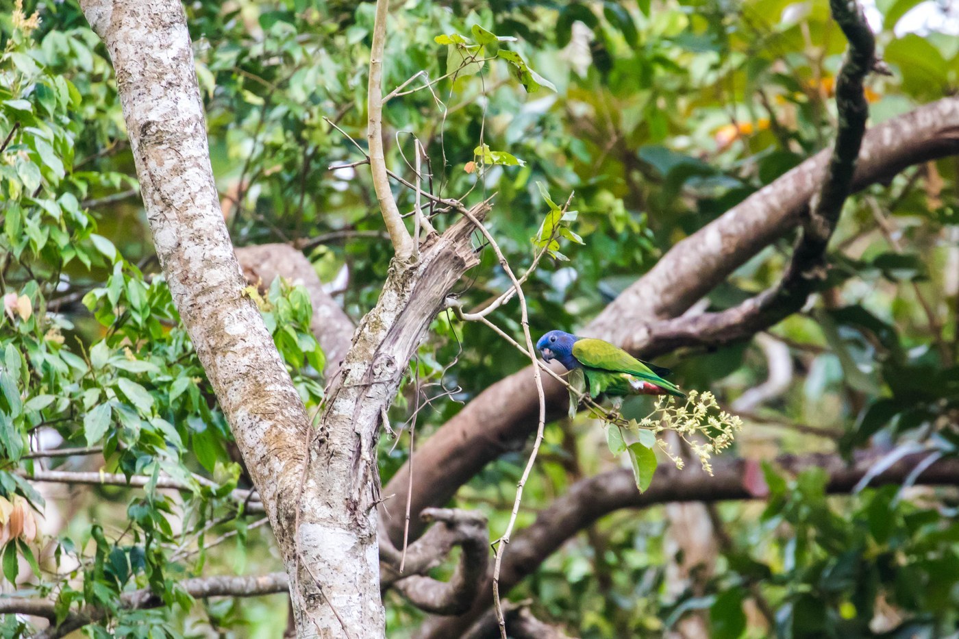Blue-headed Parrot