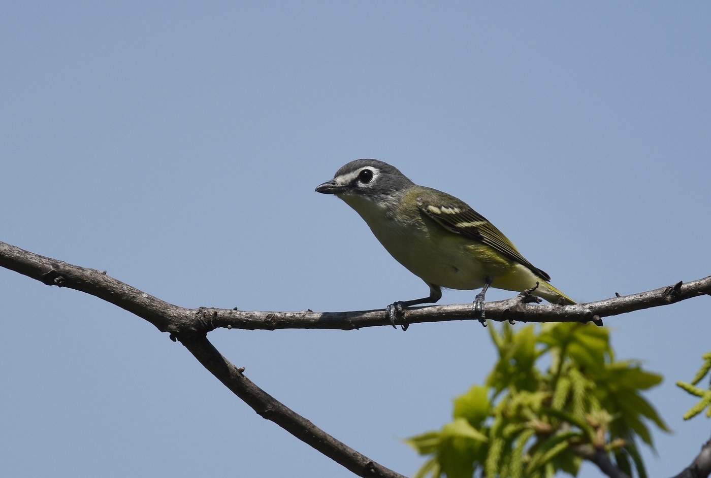Blue-headed Vireo