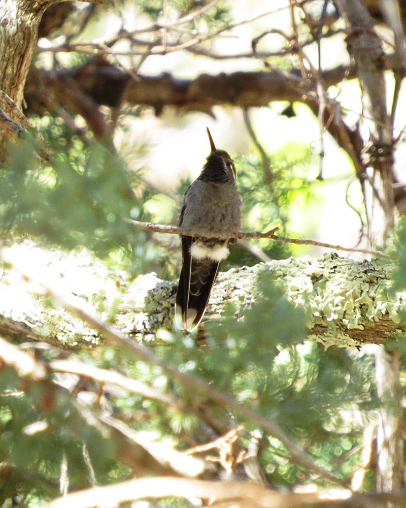 Blue-throated Mountain-gem